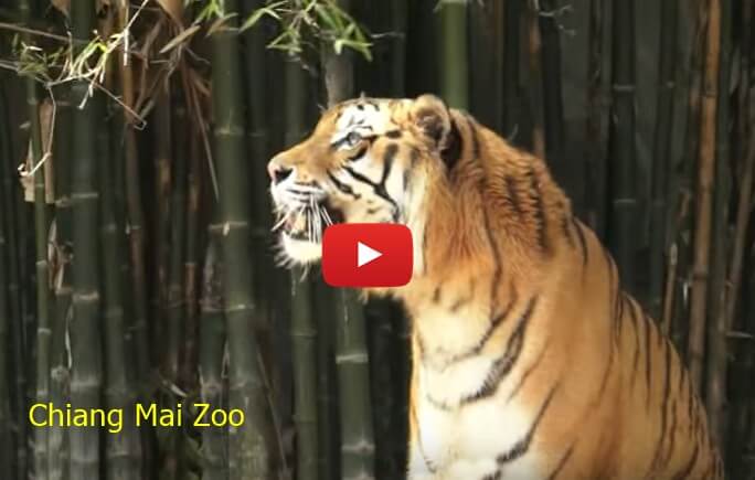 Chiang-Mai-Zoo