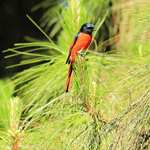 Birds of Doi Inthanon 1