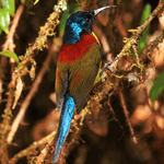 Birds of Doi Inthanon 5