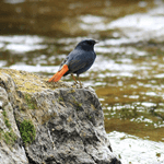 Birds of Doi Inthanon 2